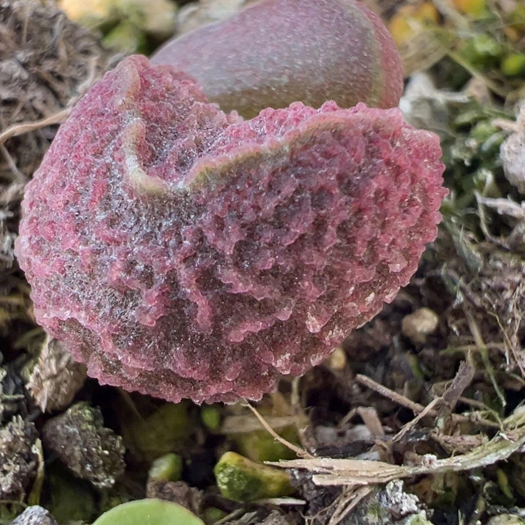 实生新品腰子实生新品