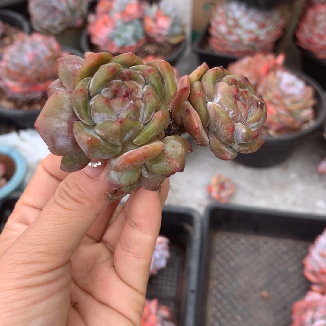 有砍哈哈哈哈哈哈哈哈哈哈哈哈