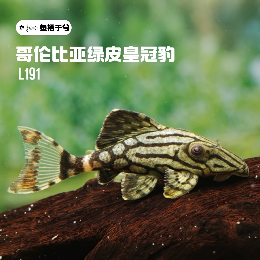 鱼栖于兮 哥伦比亚绿皮皇冠豹哥白异型鱼南美鱼