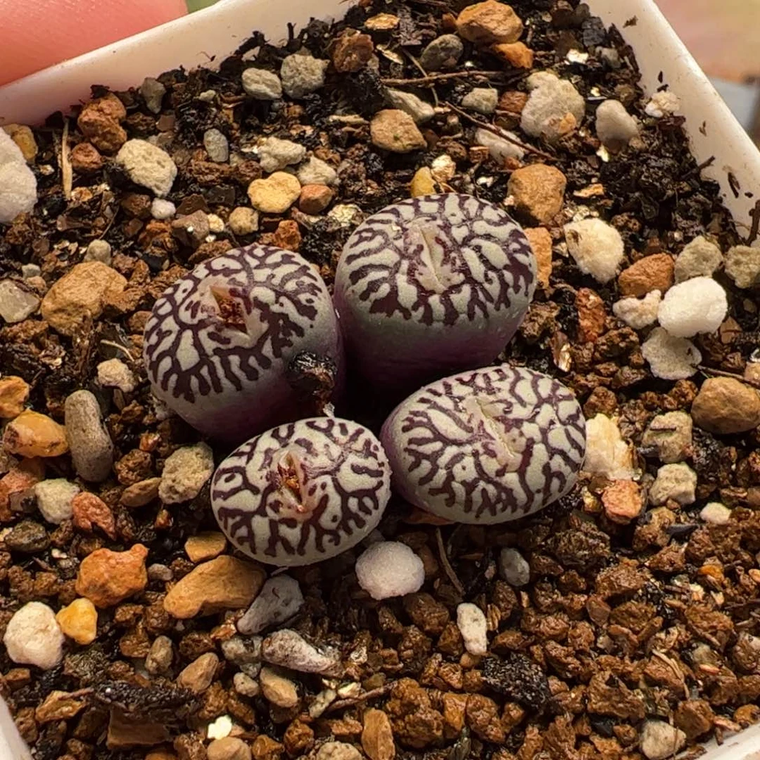 112多肉植物组合