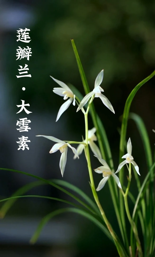 AAA级大雪素-莲瓣兰名品为云南四大传统名兰之首其花洁白如雪