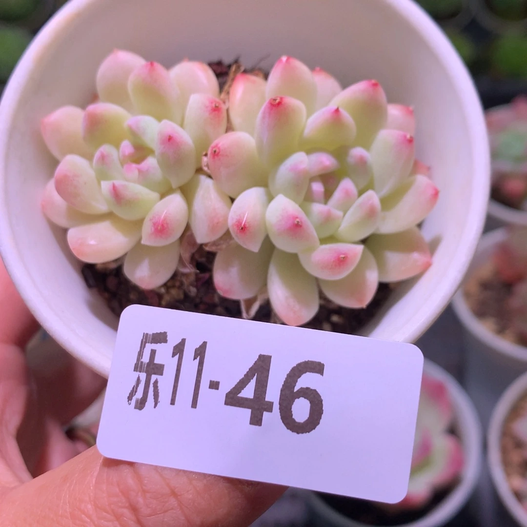 乐然11-46 白雪双头