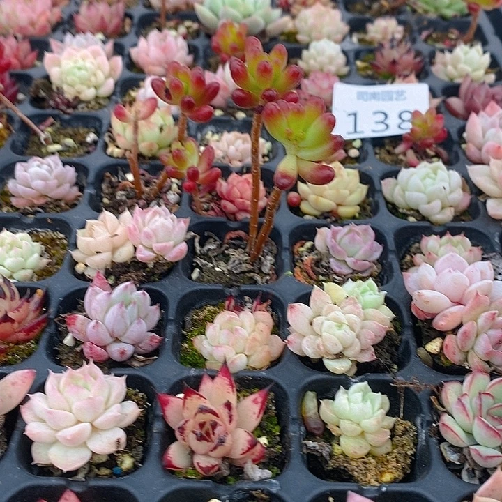 138 多肉植物盆栽花卉植物