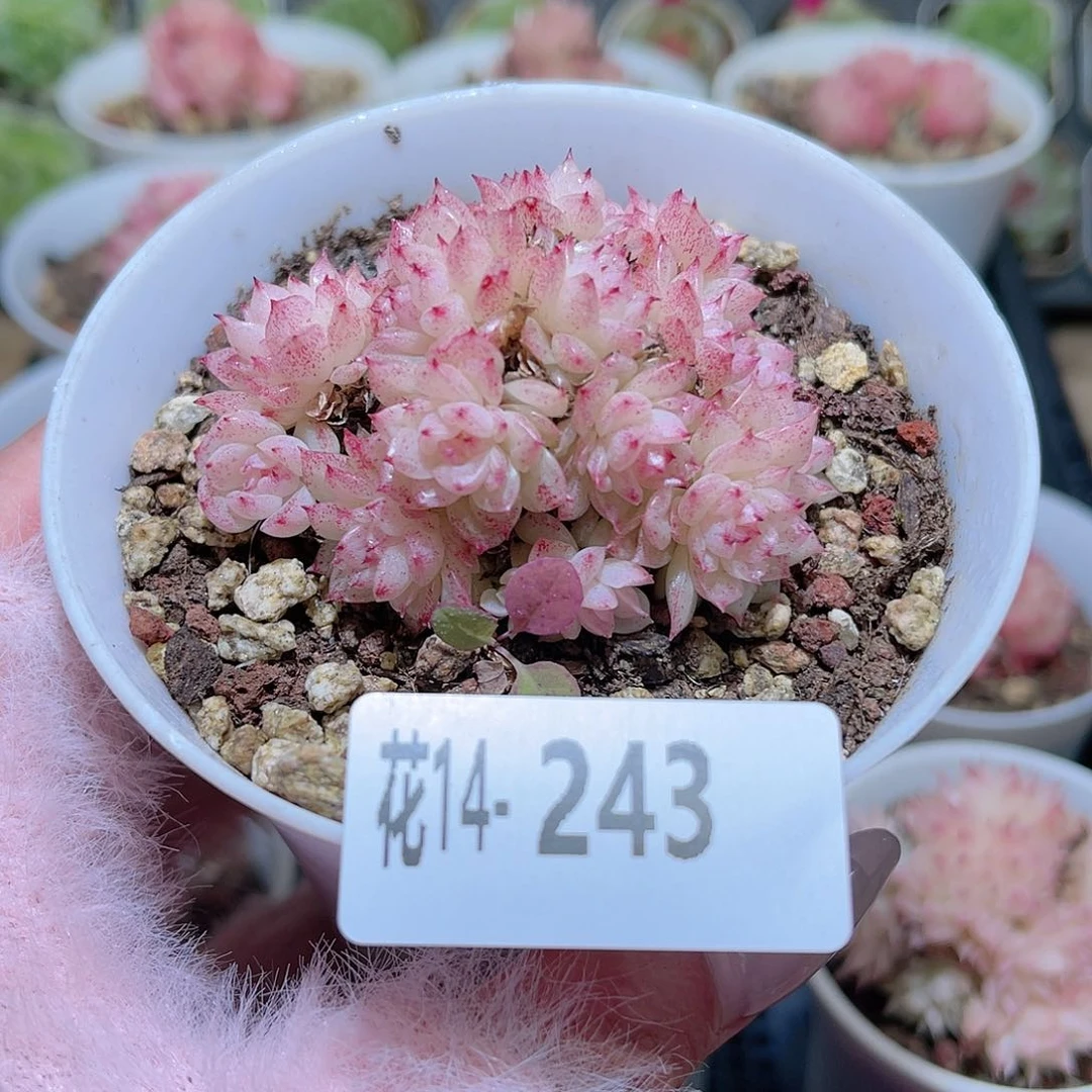 花利美14-243麦秆群