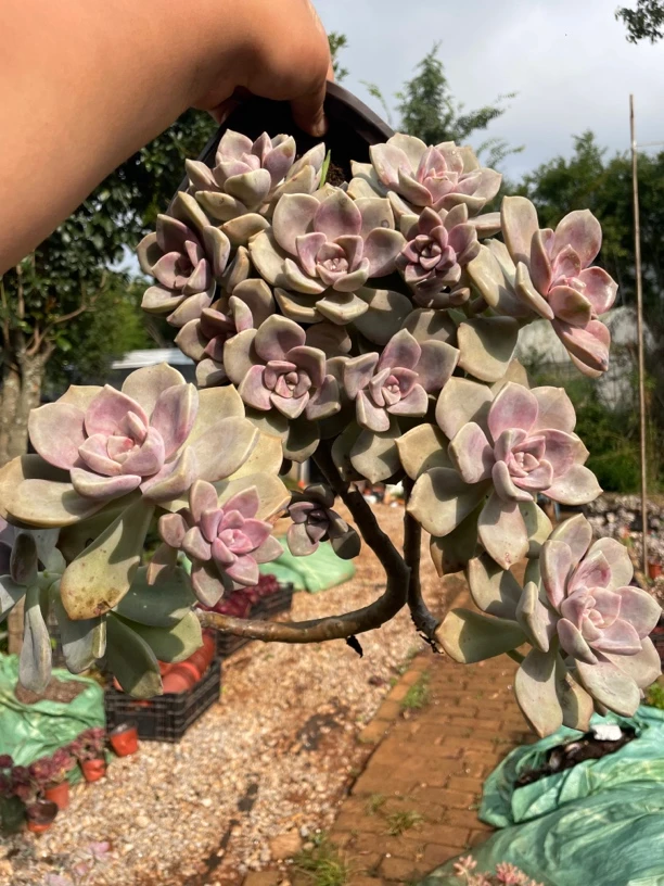 紫乐 波妞精品多肉植物