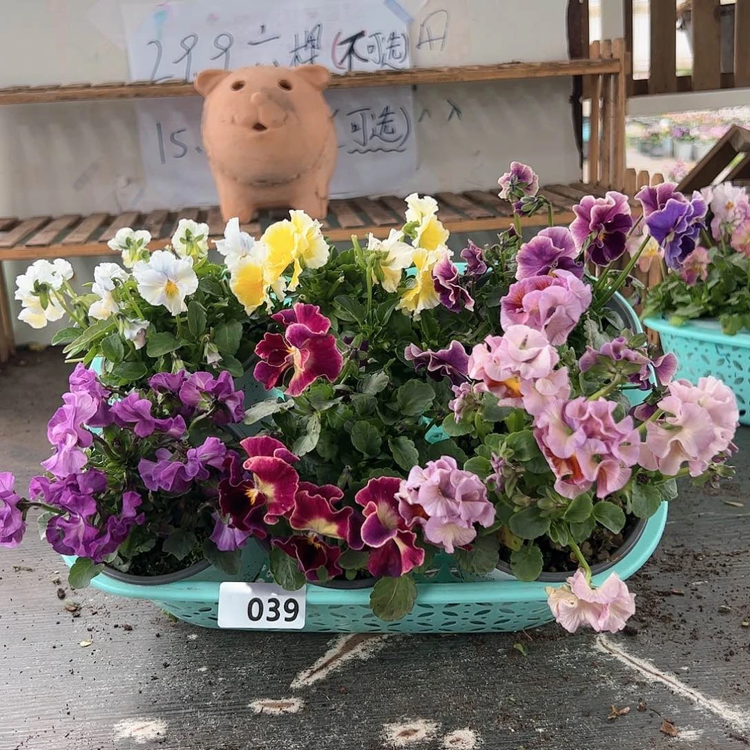 【闪购商品】039号