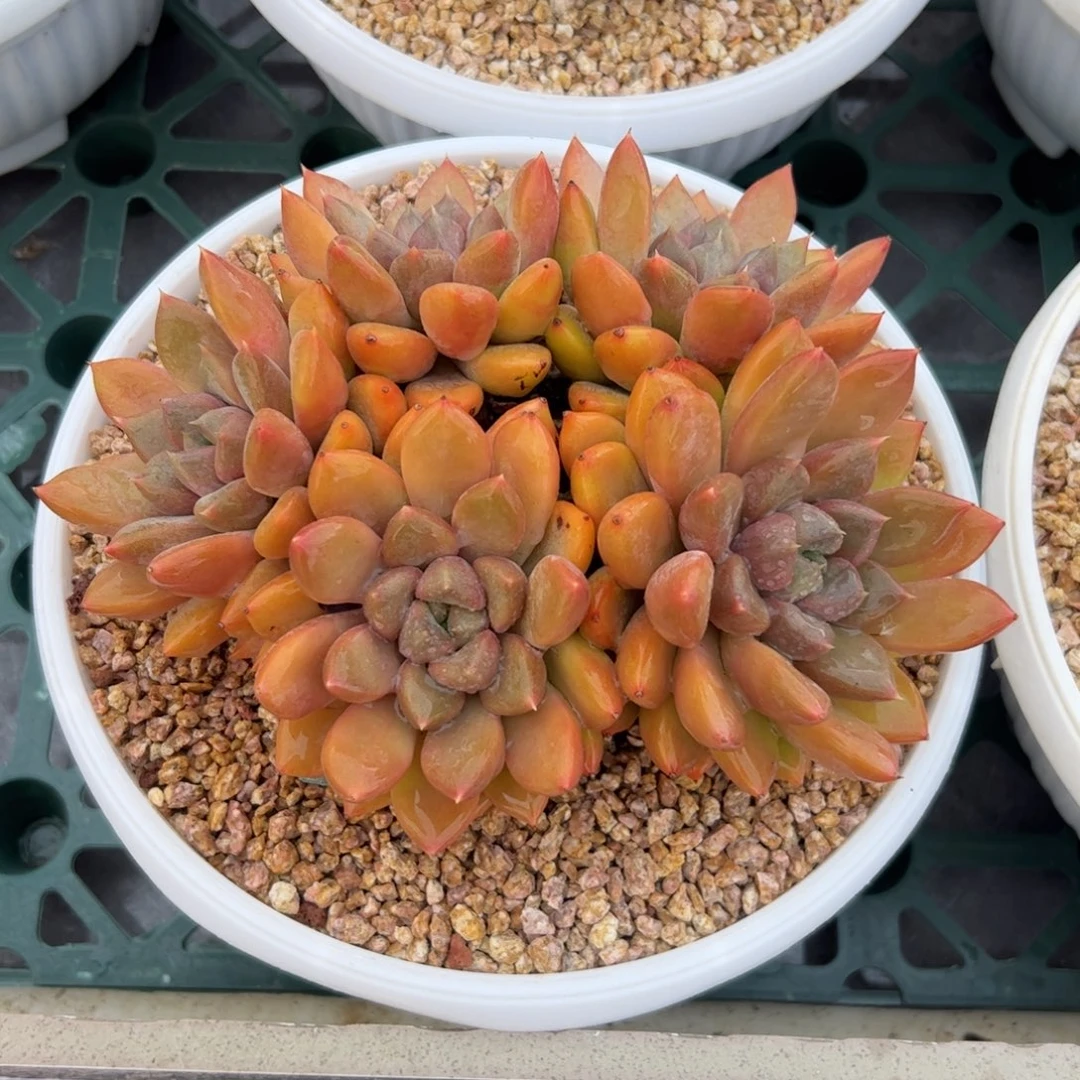 红象牙朵朵多肉植物