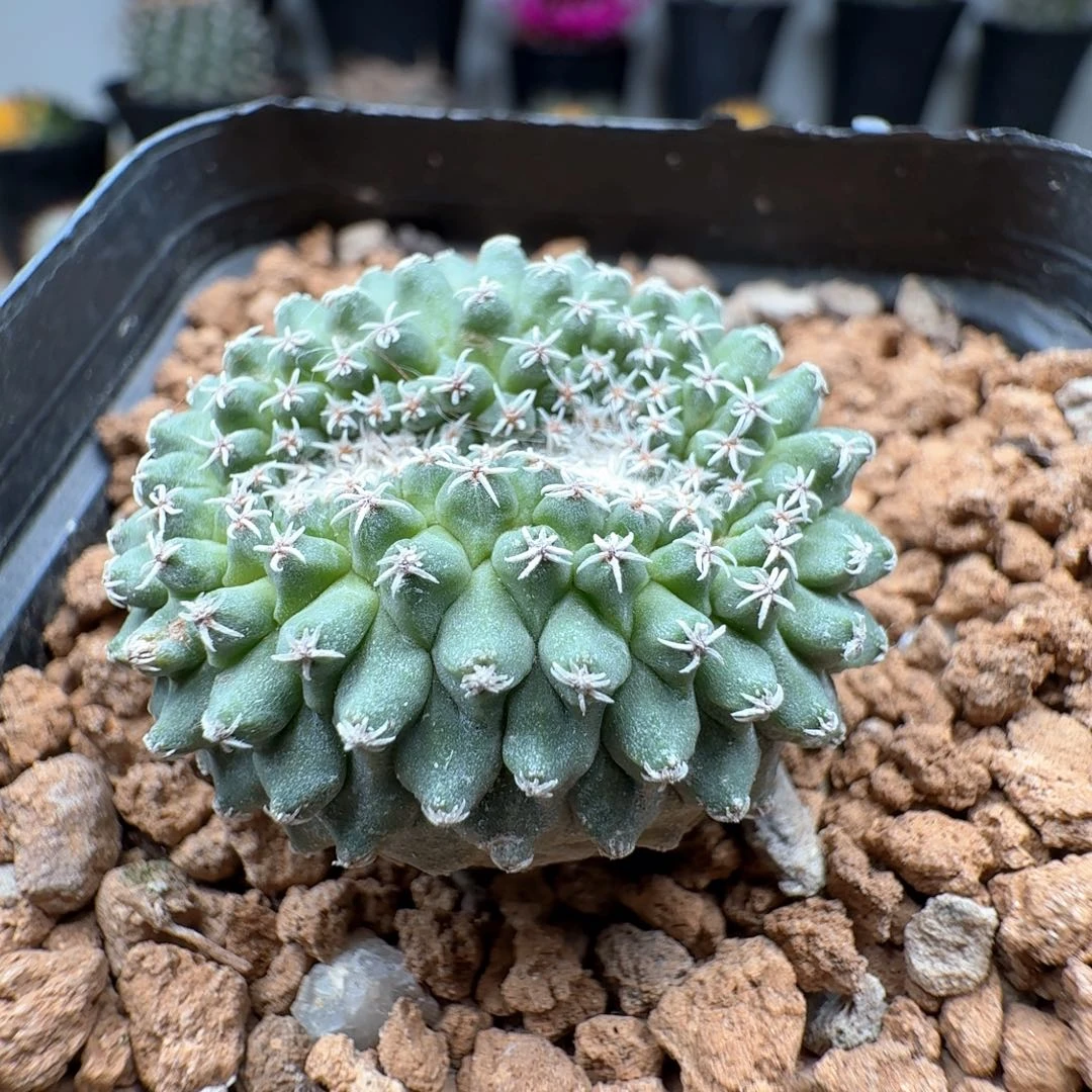 无花朵实生掬水缀化