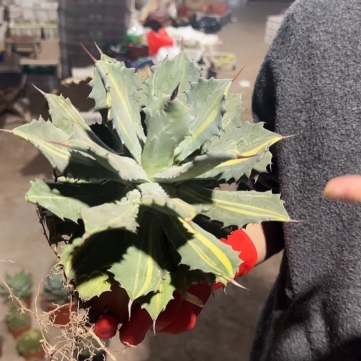 一行园艺【半斑雷神锦】