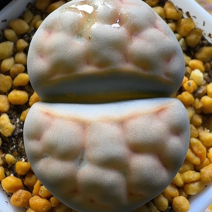 生石花1122222。   108