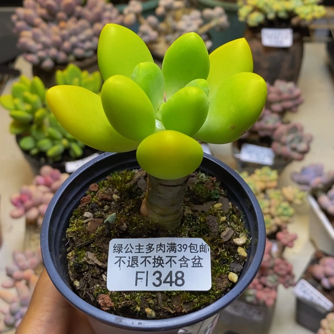 348金蟾芒果奶多肉5cm