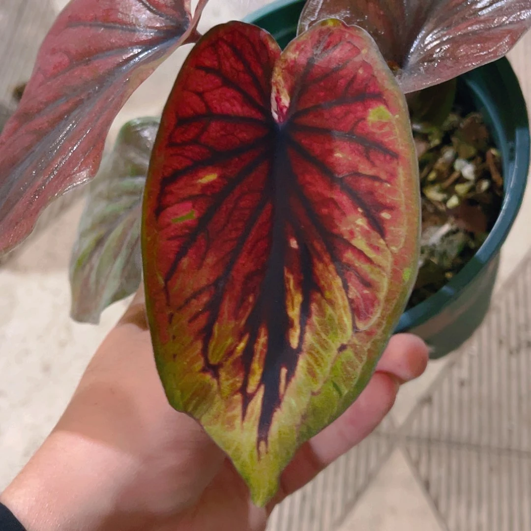 完全开放3377泰彩