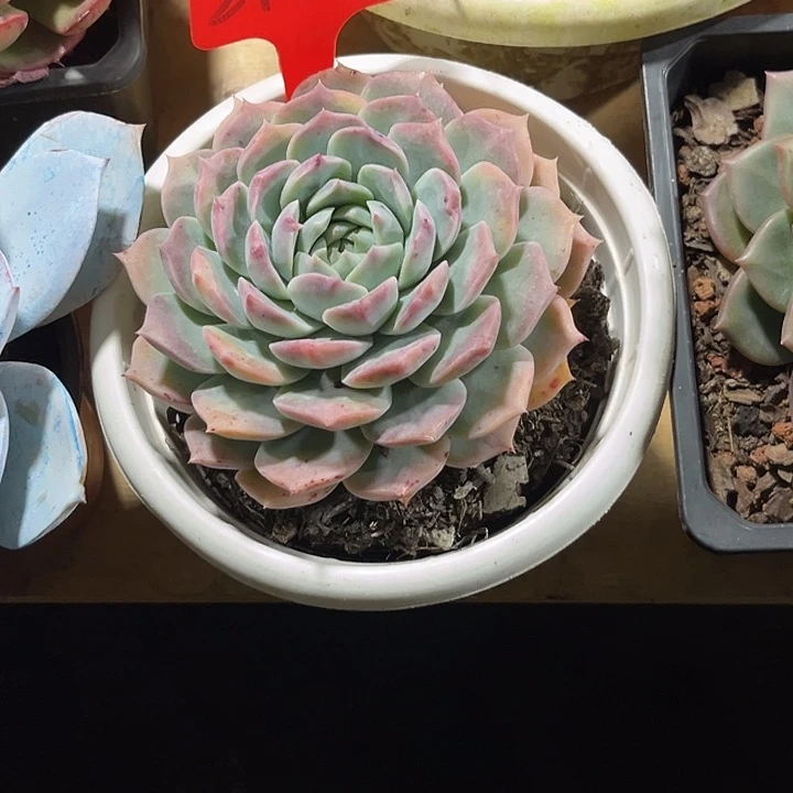 X***～000000000000000002157