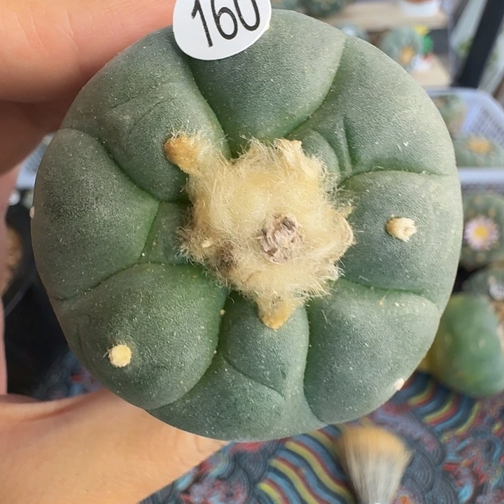 福利160新手福利园艺观赏植物
