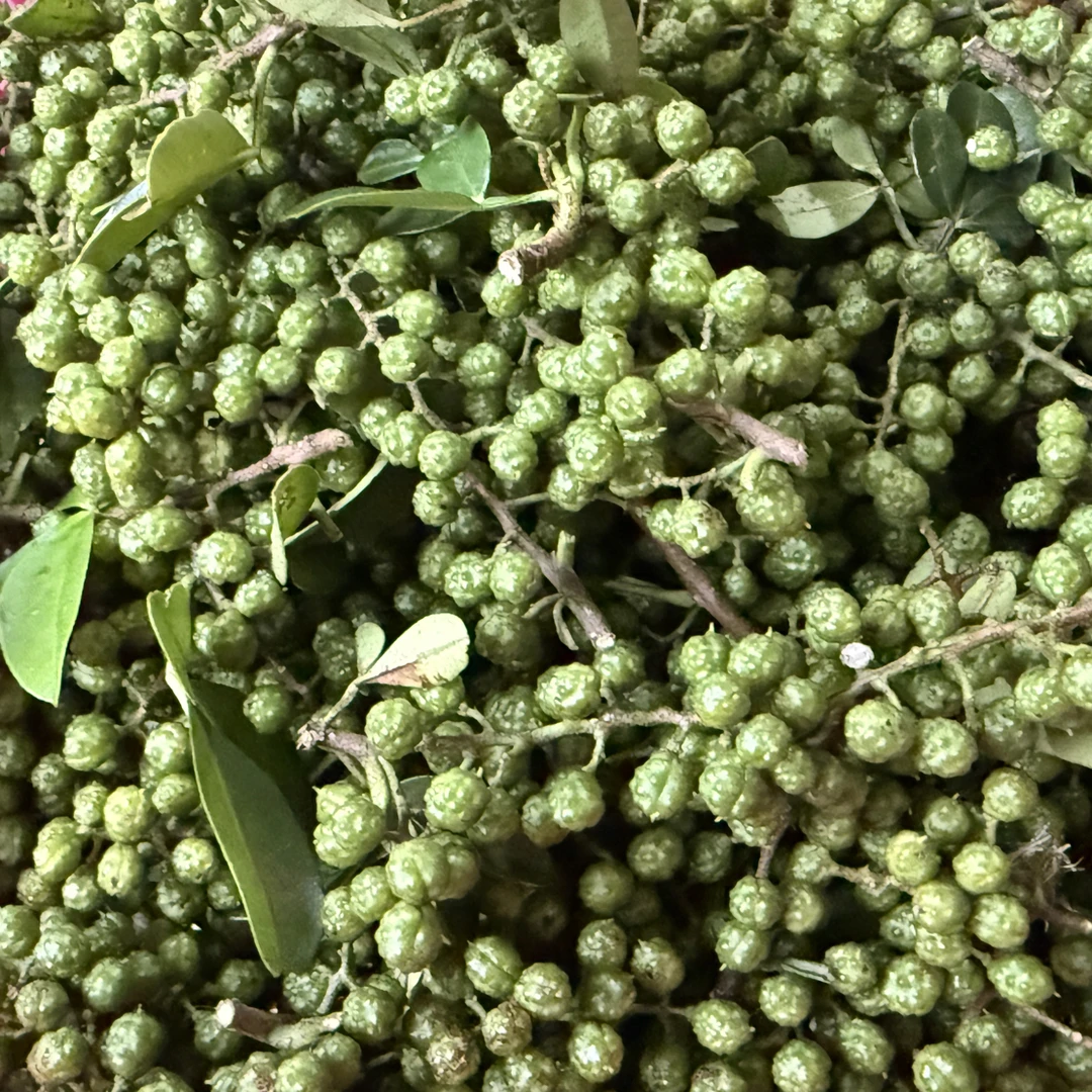 云南昭通花椒特麻新鲜青花椒