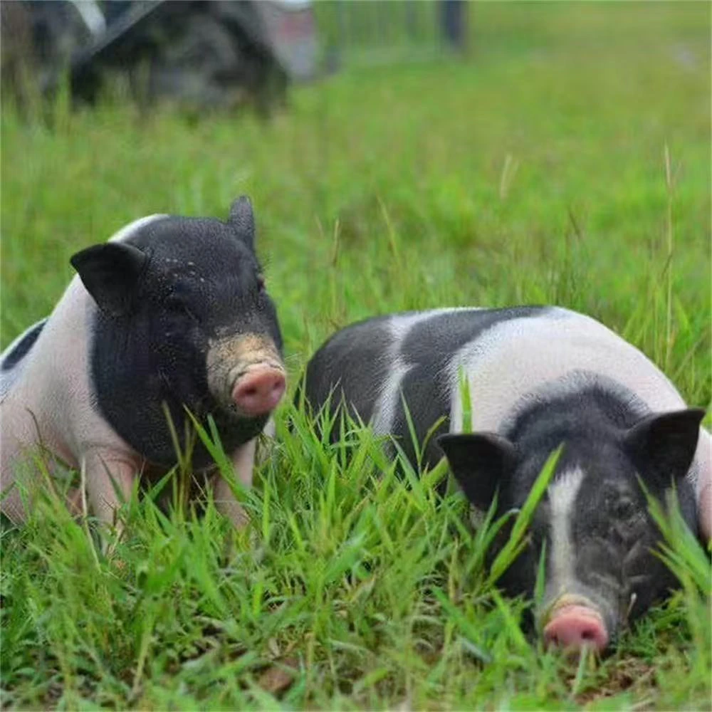 皖南熟食土猪肉（一物一拍）链接农家散养新鲜现宰现杀顺丰包邮