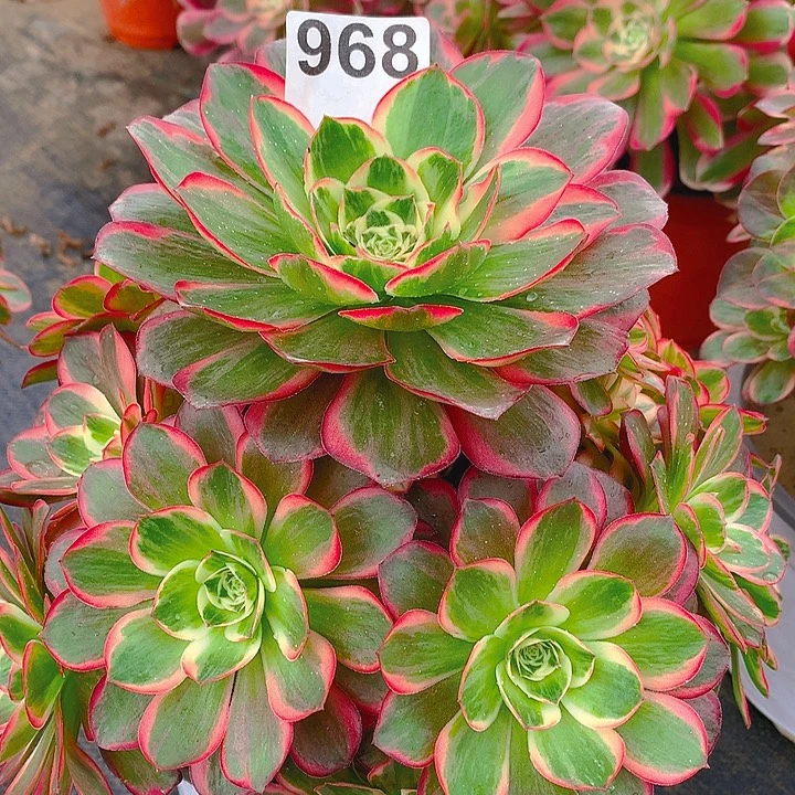 一***涯法师玫瑰玫瑰锦96800