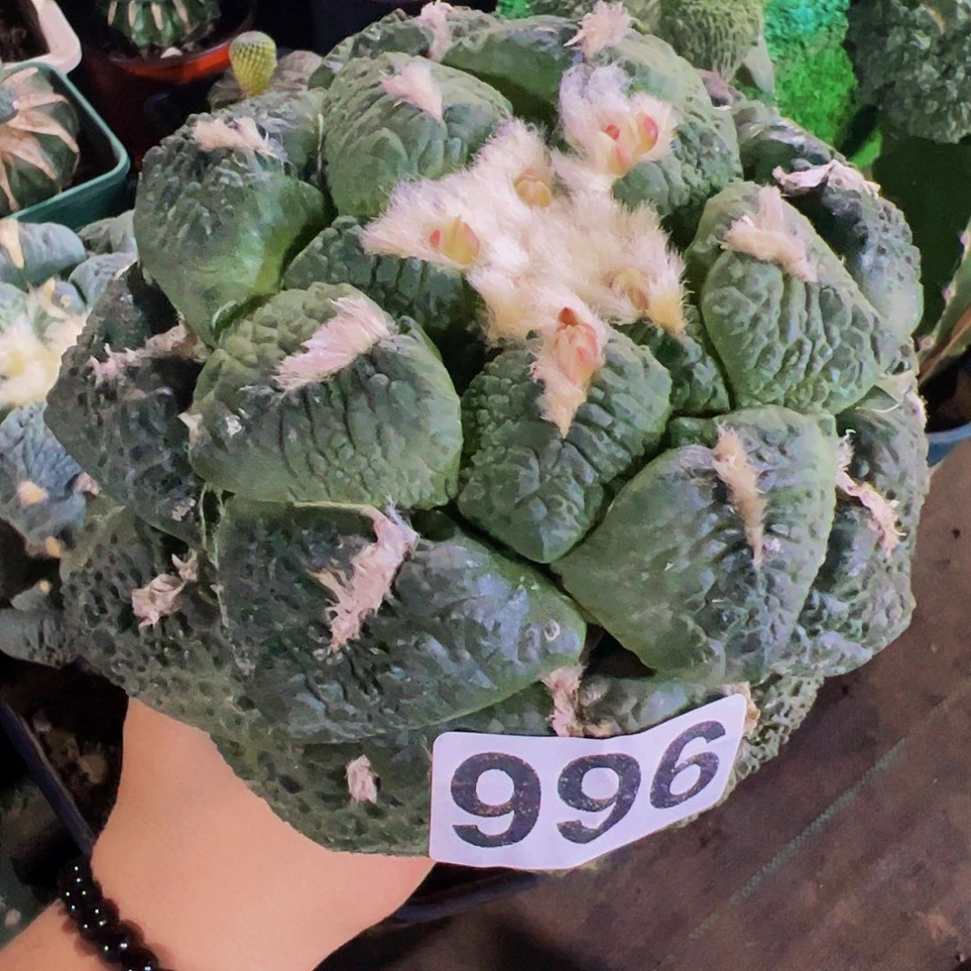 无花朵大个连山牡丹996
