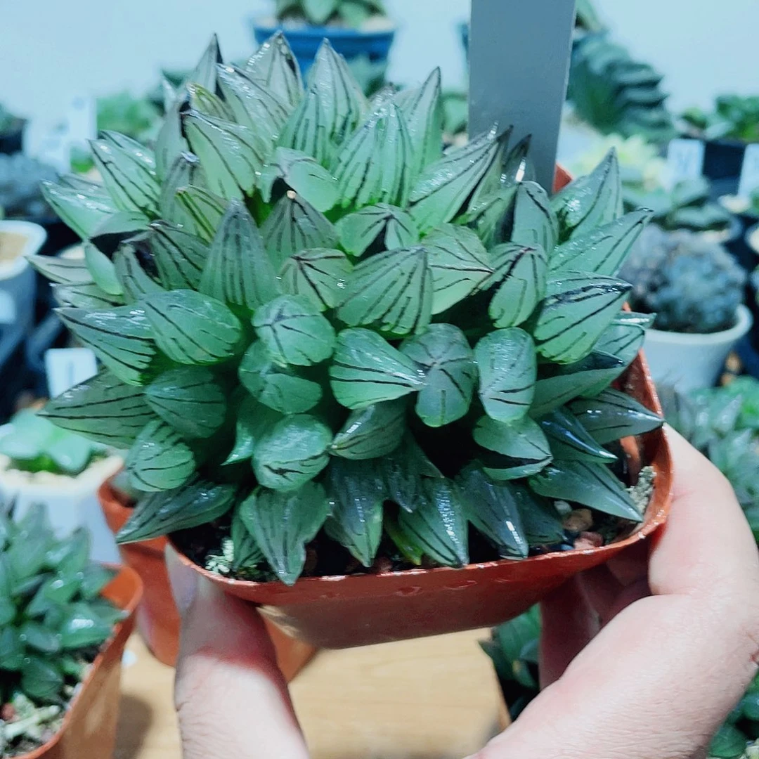 晰***晰直播间1号大西瓜群生