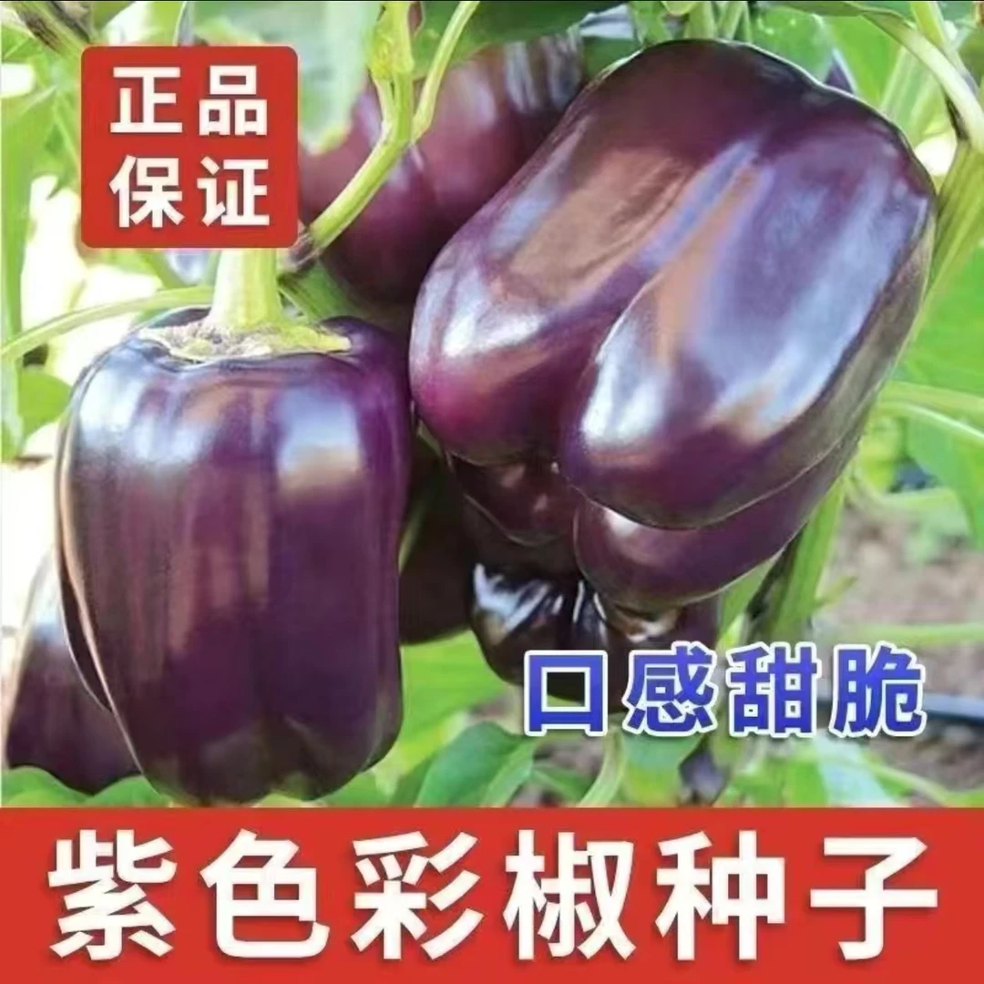 【紫炫彩辣椒种子】紫色灯笼椒种子