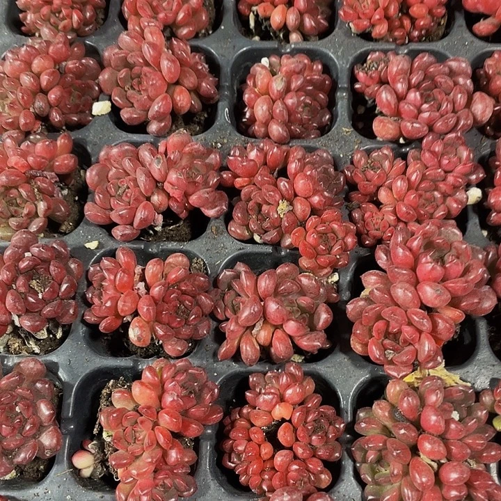 小红宝石1元带土发货