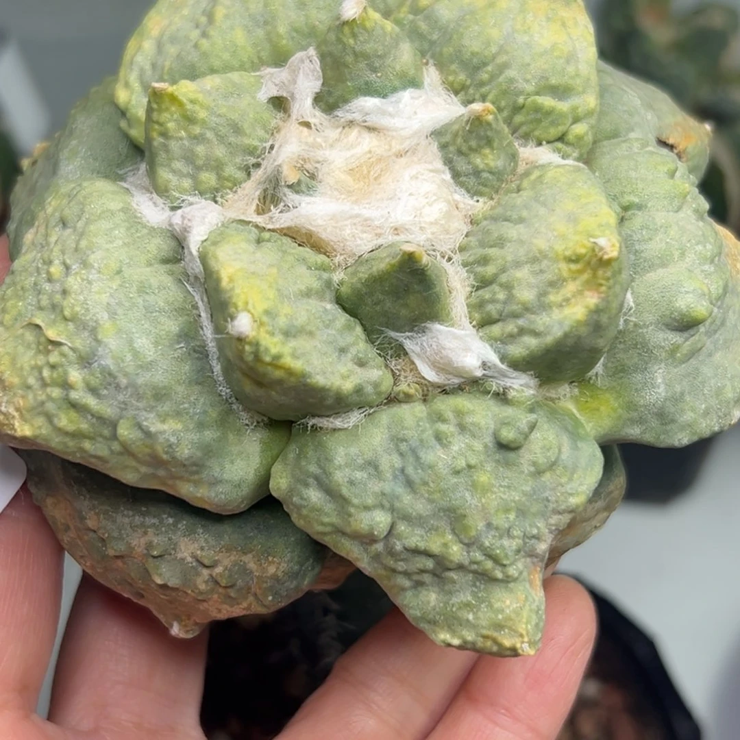 173，仙人球去了吗我的天