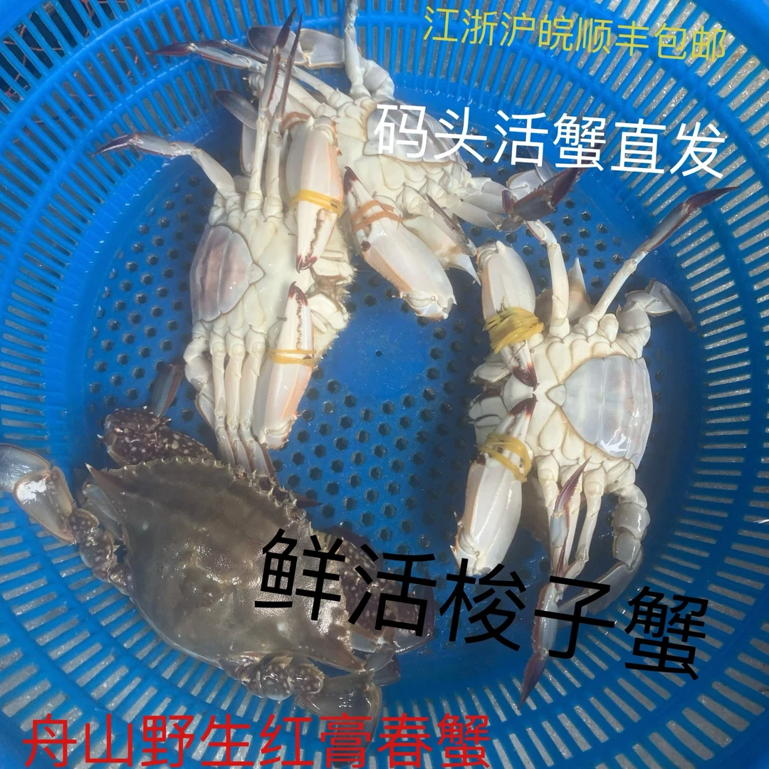 舟山东海野生螃蟹红膏