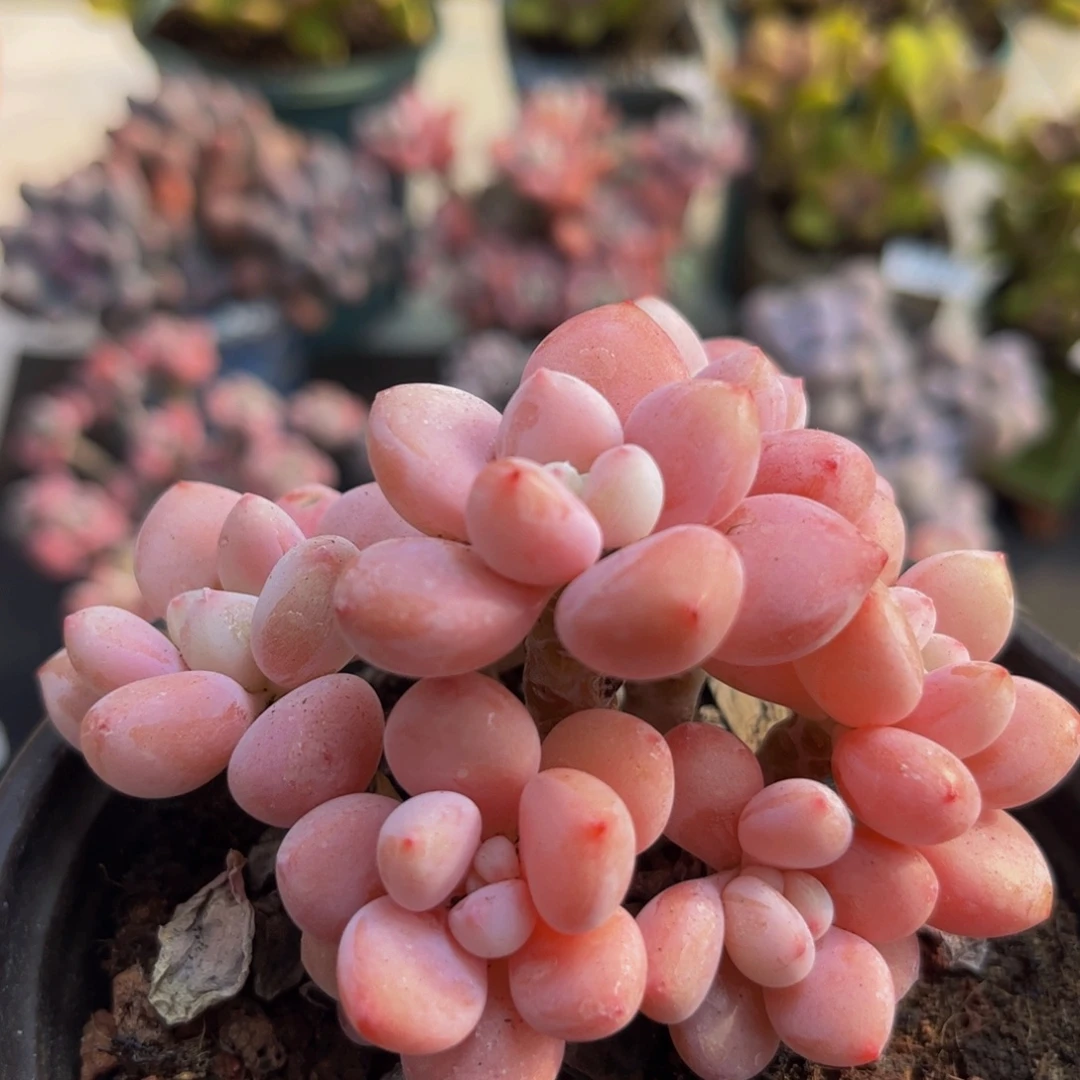 950樱花洛神8cm多肉植物