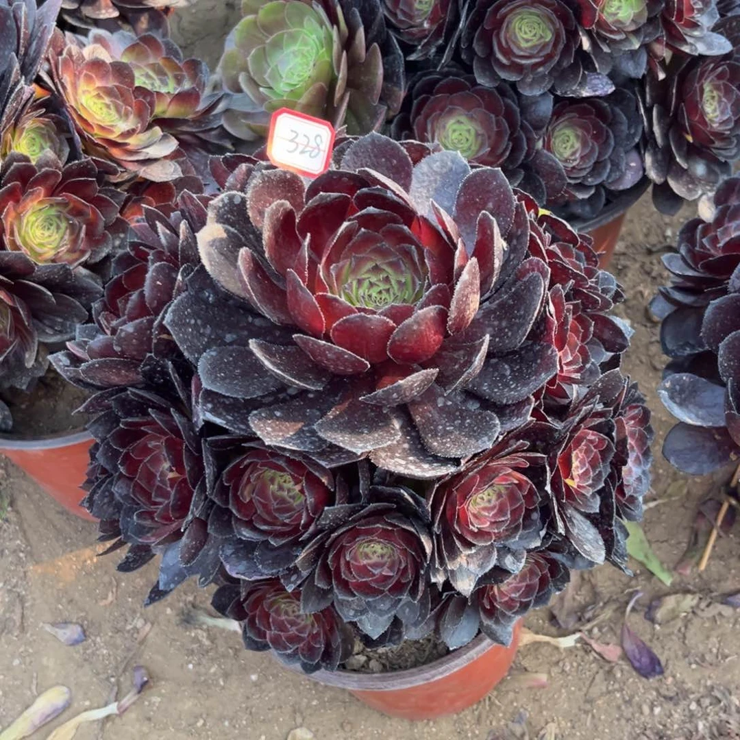 328多肉植物黑寡妇