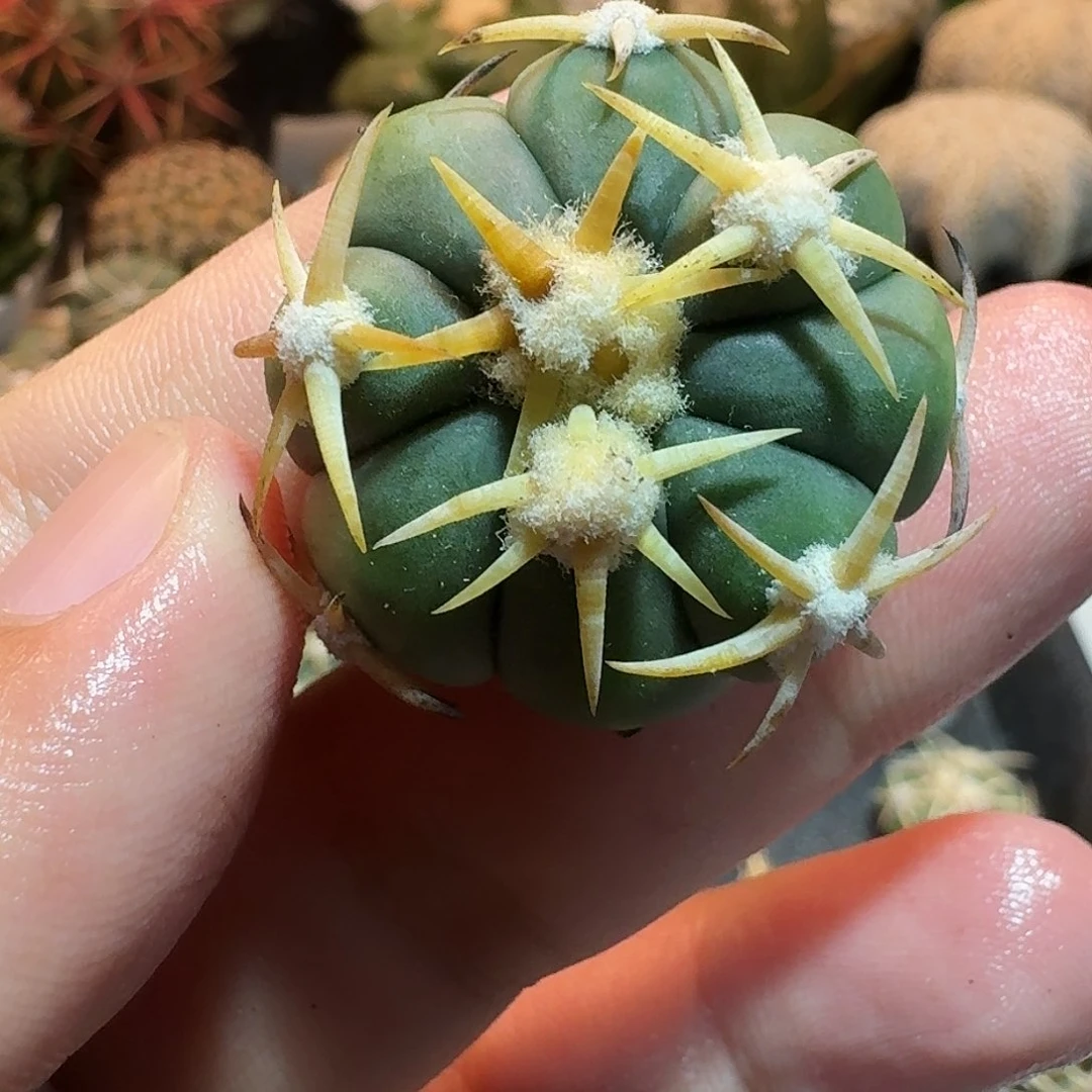 孔*直播间，专拍，翠平