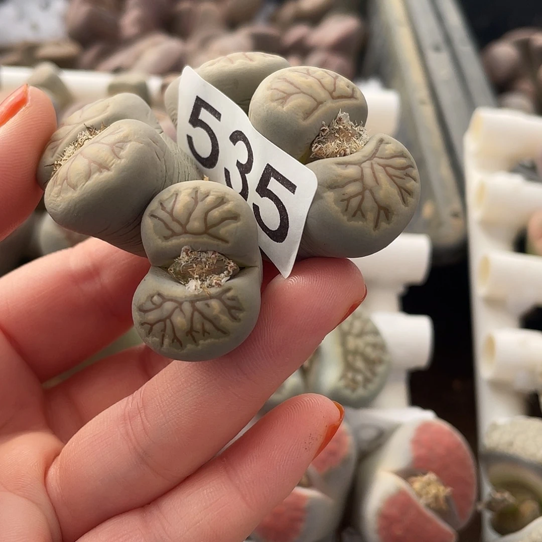生石花一颗535000