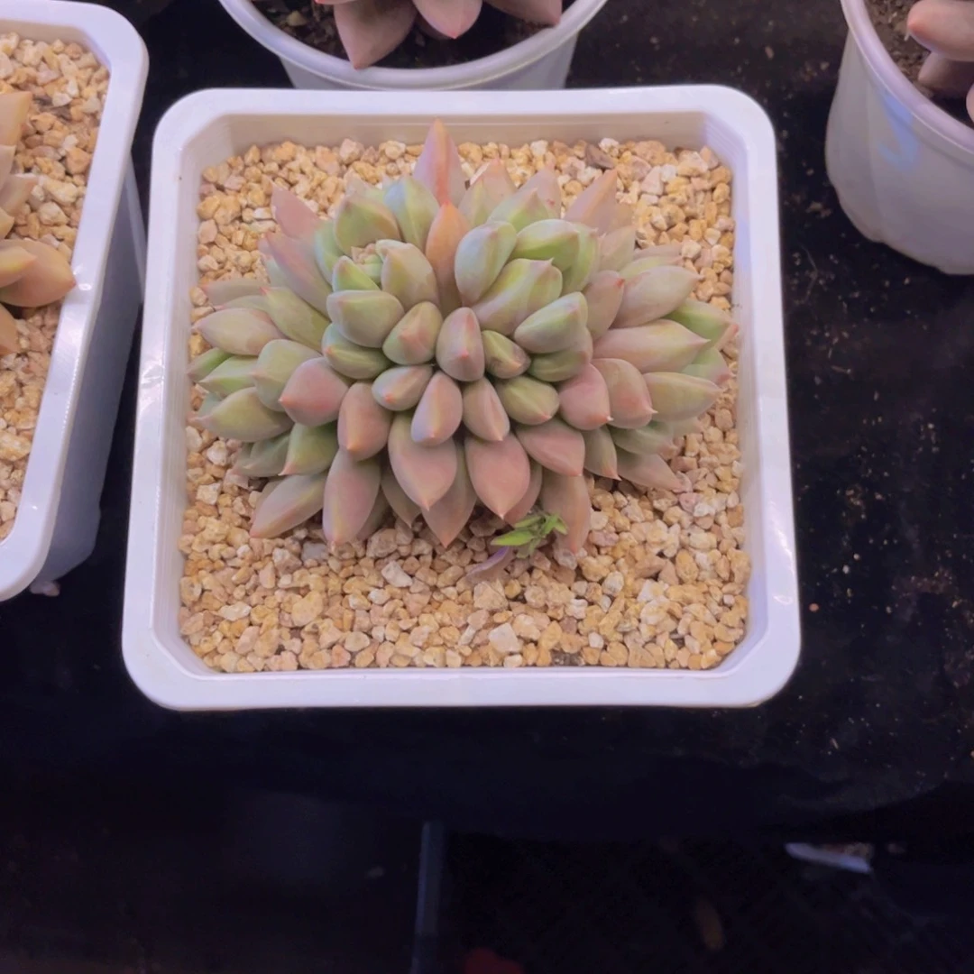 平**实红象牙美肉美美哒