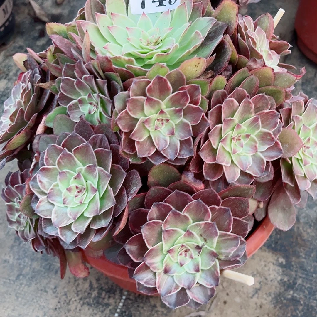 无花朵就*那多肉植物莫言寄养749