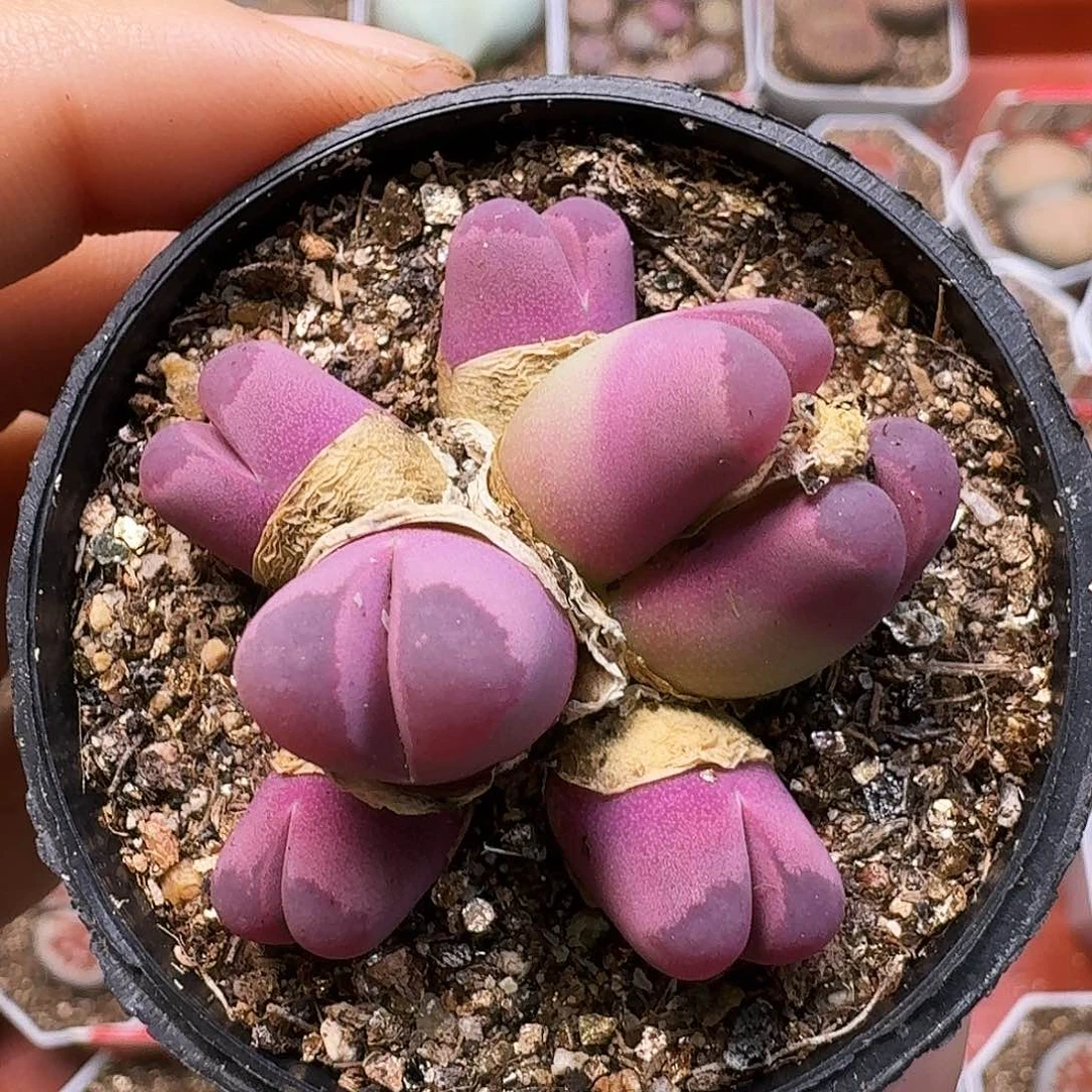 小***吖生石花11111。  325