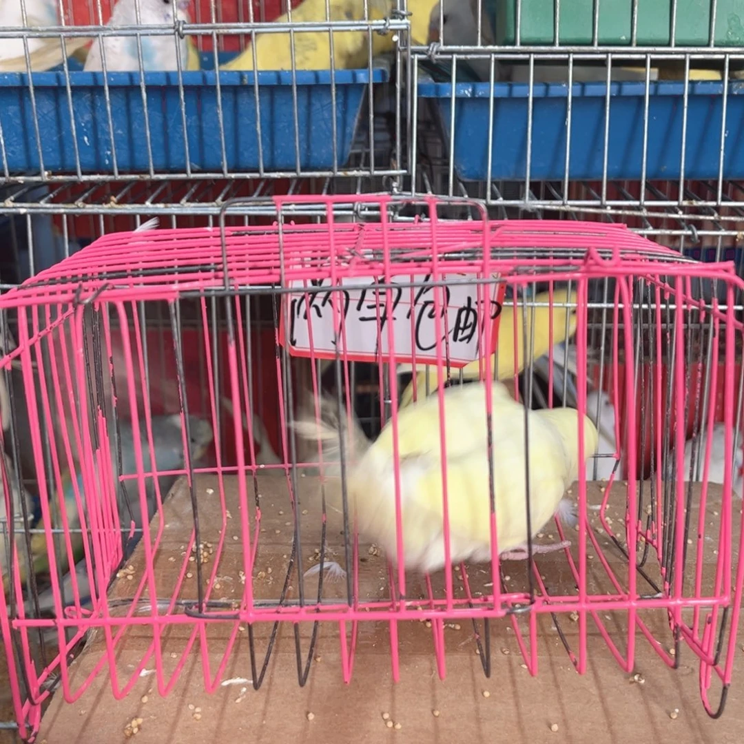 虎皮鹦鹉我的小姐姐
