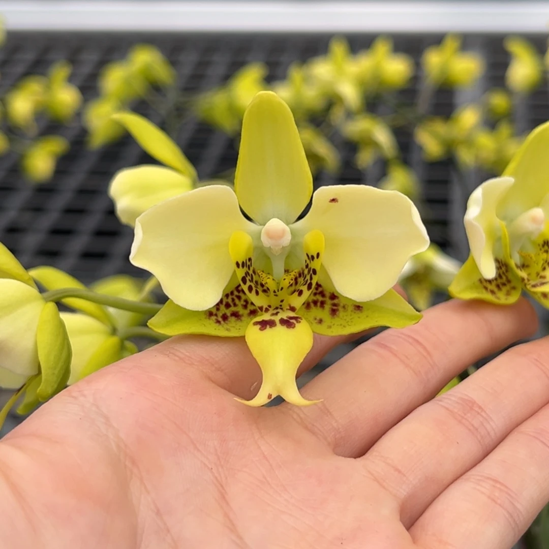 完全开放2.5寸黄史