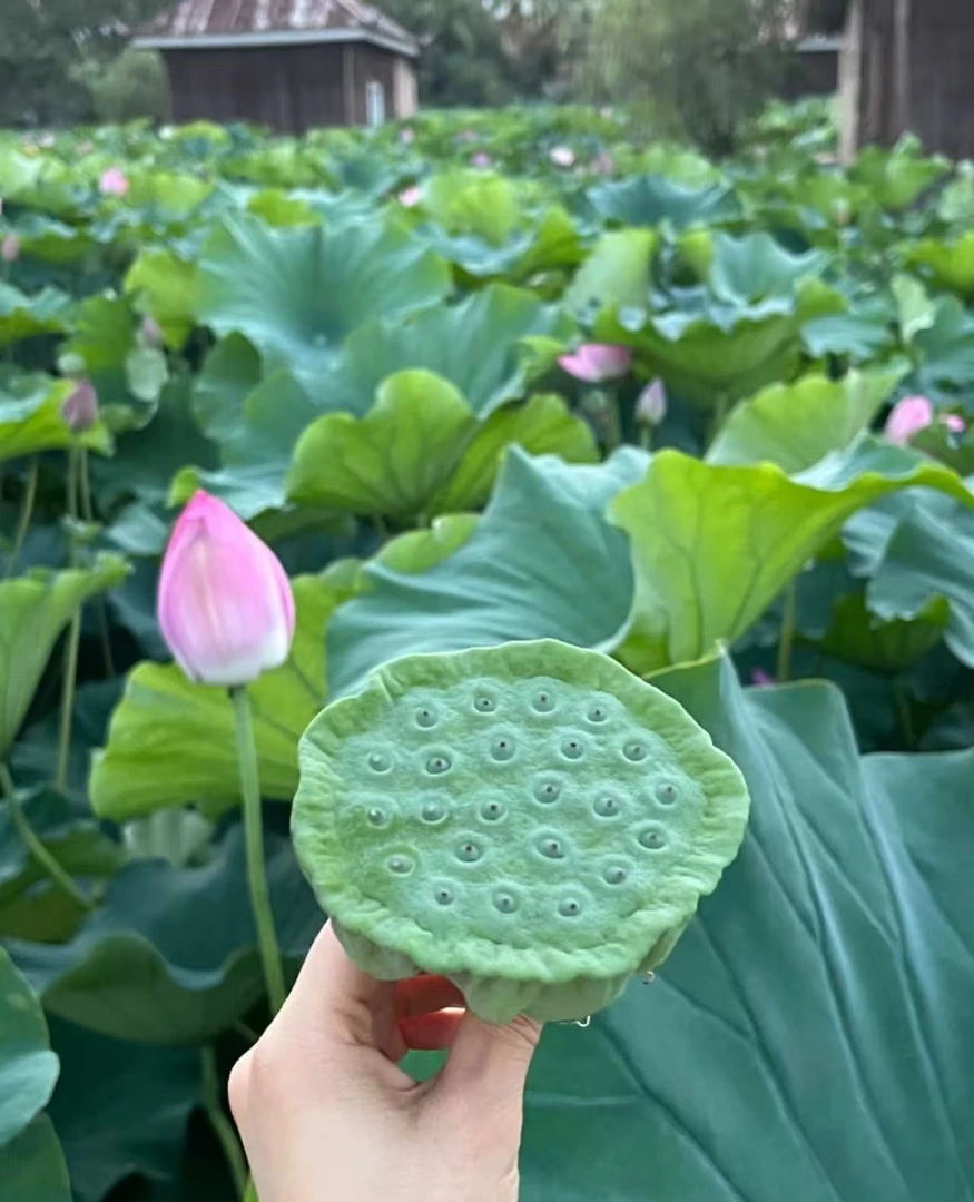 生吃【现摘新鲜莲蓬】水果莲蓬嫩莲子米生吃当季孕妇水果莲蓬