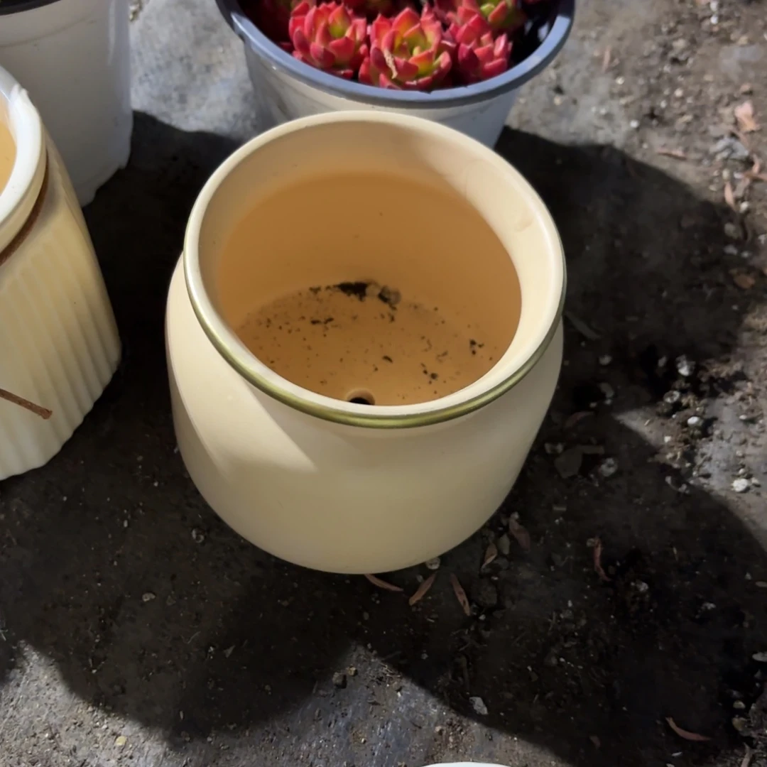 兔奶黄色小胖盆新疆包邮