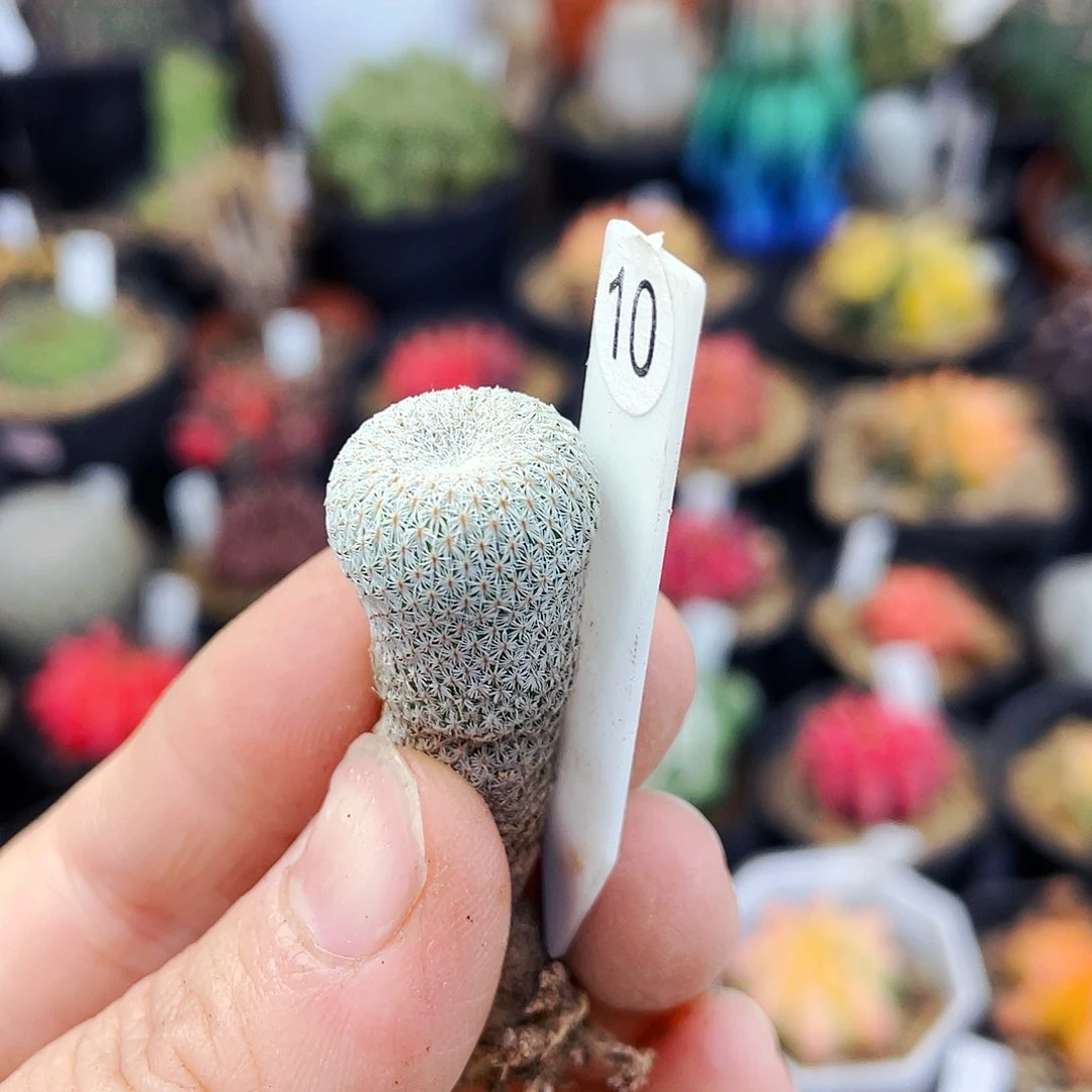 小人帽非偏远地区满25包邮仙人球