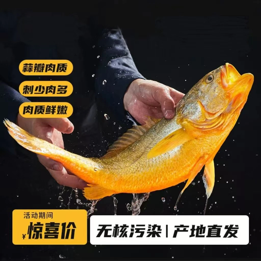 【三胞胎推荐】1.3-1.1斤/条大黄花鱼新鲜速冻独立包装 顺丰冷链