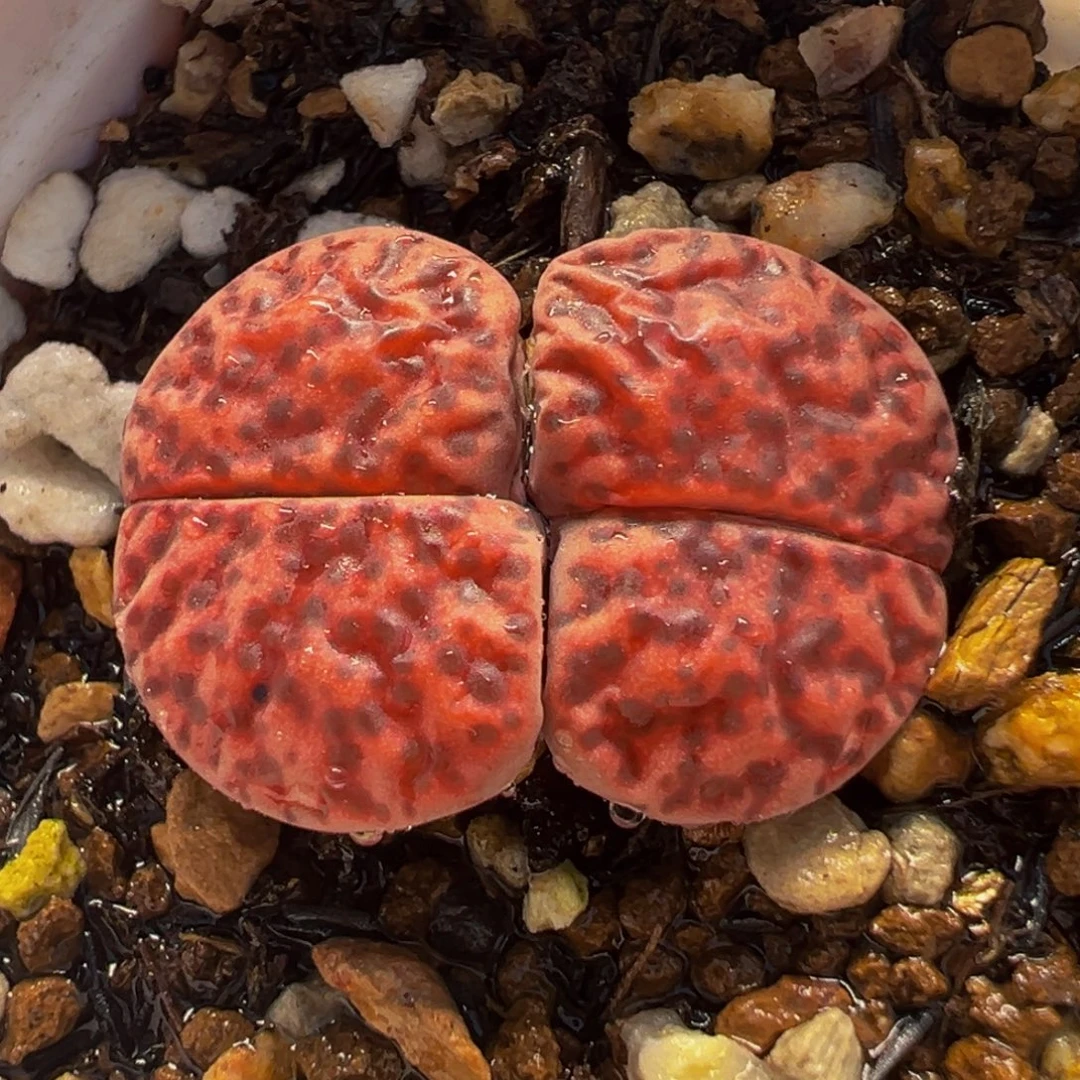 633多肉植物种类和