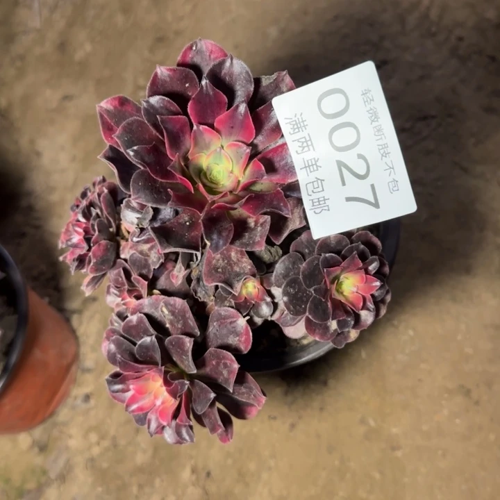 0027美杜莎多肉植物