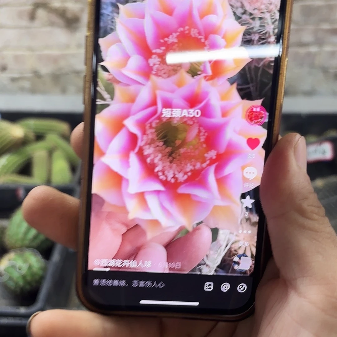 A30彩侧牙20包邮仙人球49