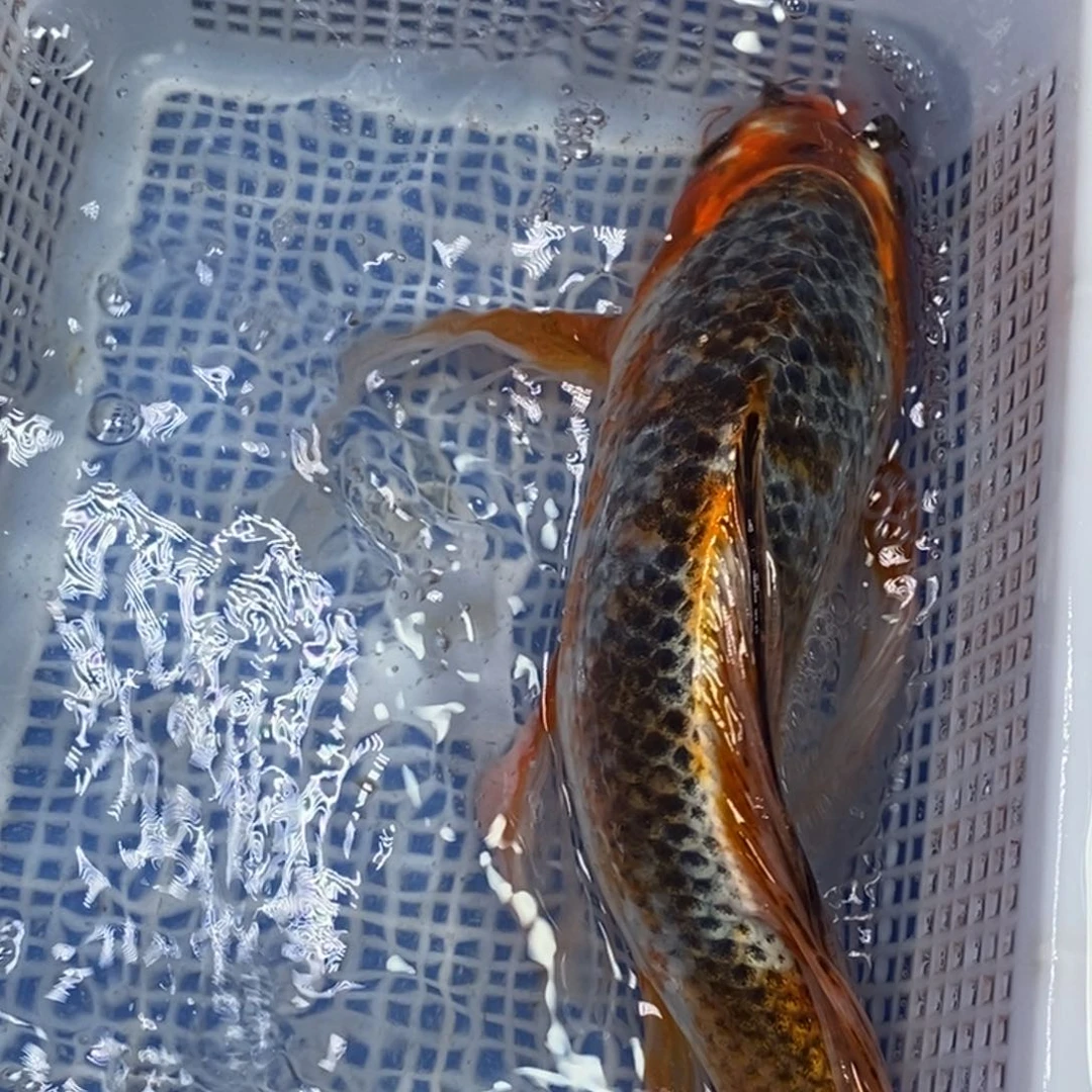 锦鲤冷水锦鲤包邮