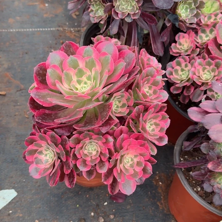 粉女郎群生啊啊啊啊