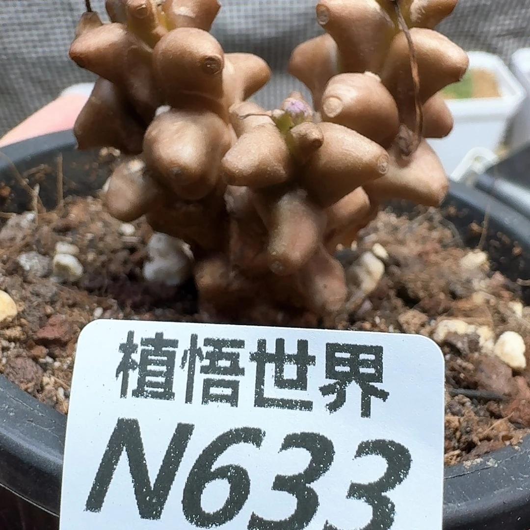 多肉植物的润泽法