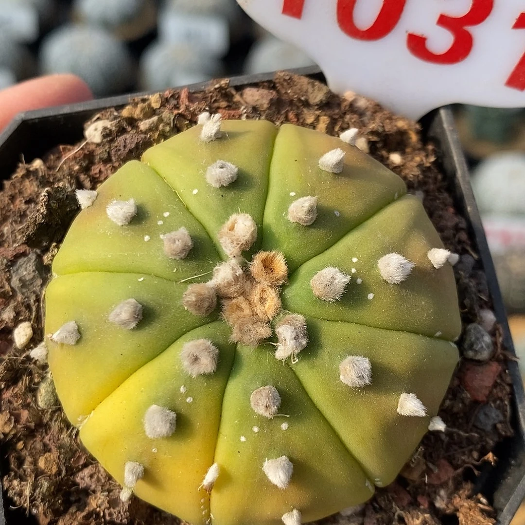 1031黄体兜特价福利来