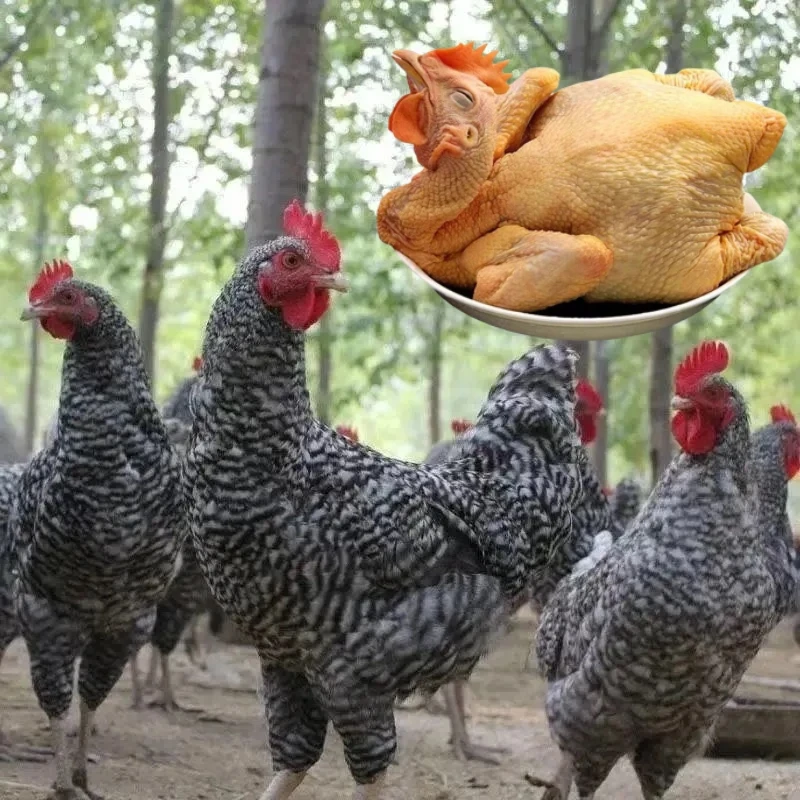 【10只装】黑芦花鸡肉质鲜美 到手10只