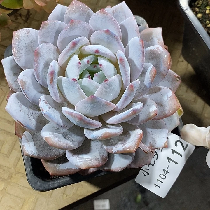 小七夕多肉雪茶112