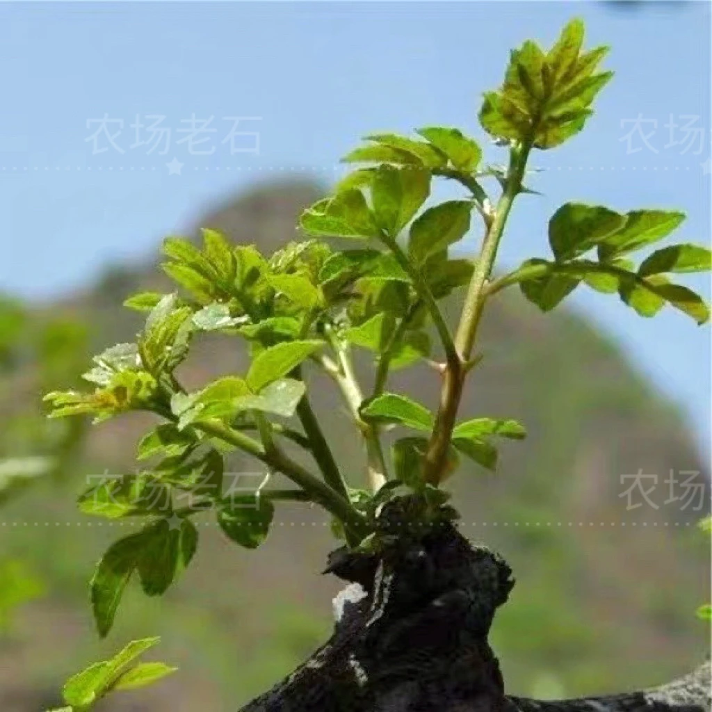 花椒芽菜新鲜嫩芽现摘现发头茬包邮春天花椒叶花椒尖